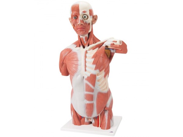 Spieren Torso, 27-delig